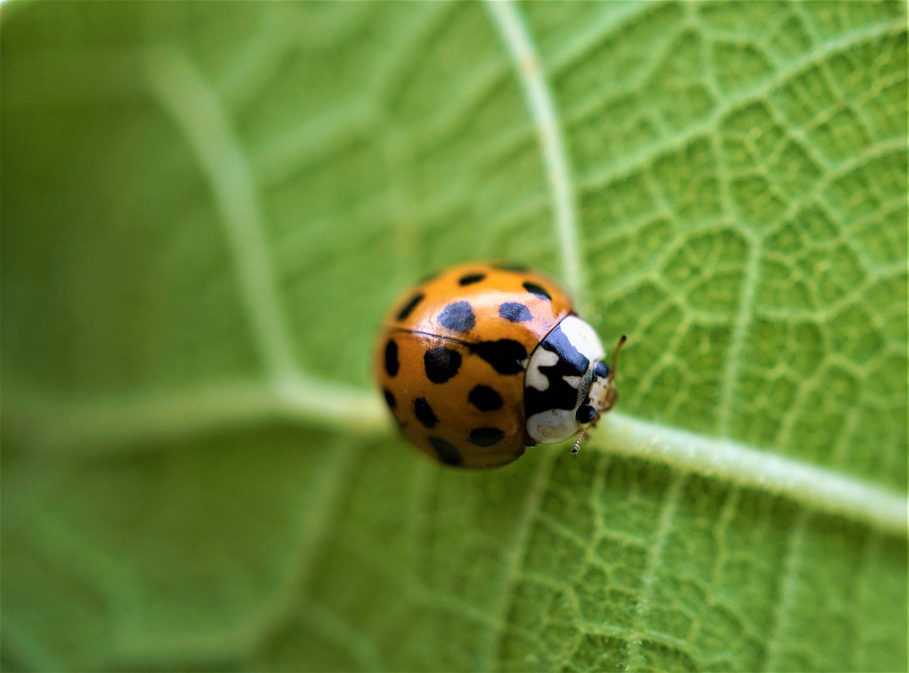 Understanding the Intrinsic Value of Biodiversity